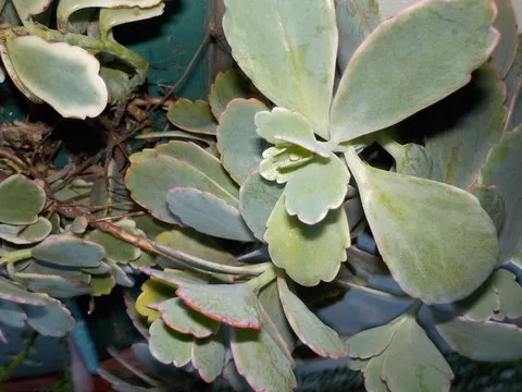 Android APP 二维码